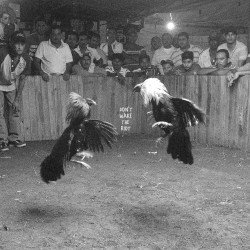 Don’t Wake the Riot